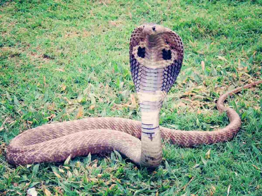 King Cobras Nature's Most Venomous Serpent