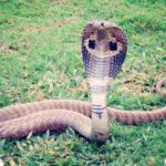 King Cobras Nature's Most Venomous Serpent
