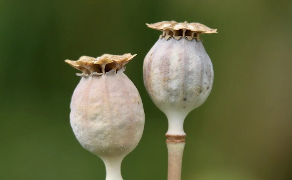 dried poppy pods usa