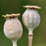 dried poppy pods usa